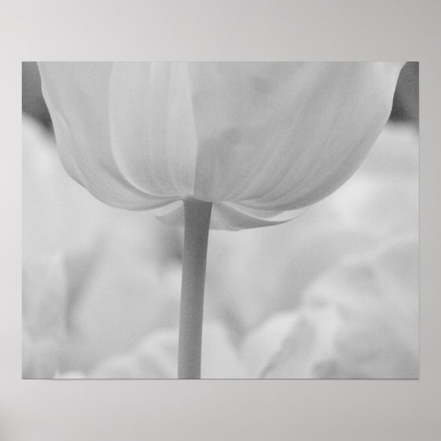 Tulpaner i Keukenhof Gardens, Holland. Poster (Framsidan)