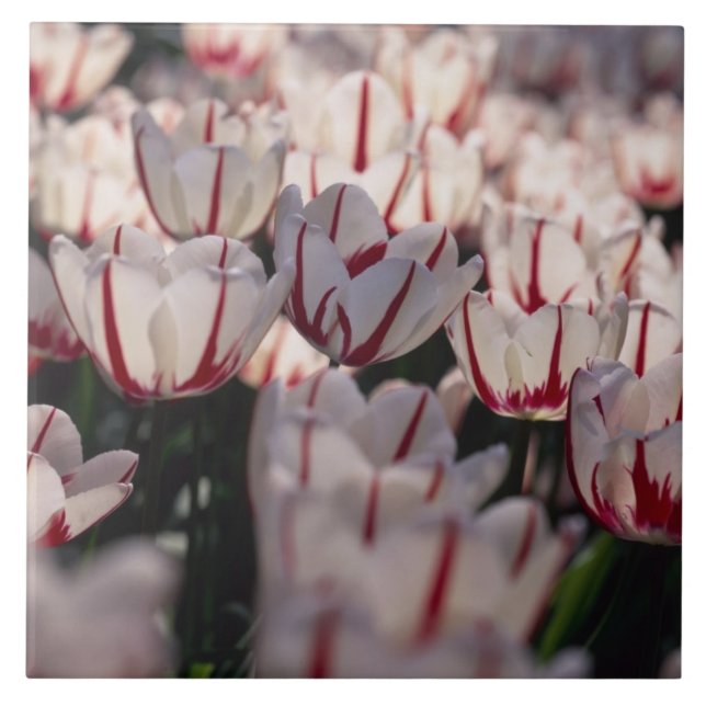 Tulpaner Kakelplatta (Framsidan)