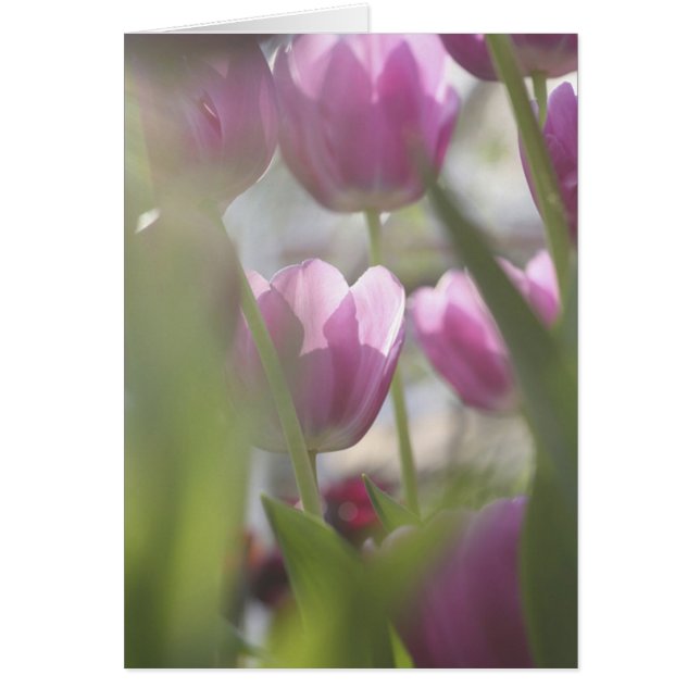 Tulpaner, Keukenhoff Gardens, Nederländerna. Hälsningskort (Framsidan)