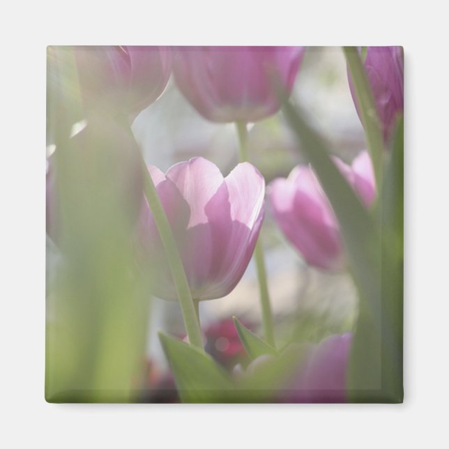 Tulpaner, Keukenhoff Gardens, Nederländerna. Magnet (Framsidan)
