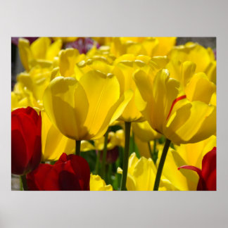 Tulpaner konsttryck gåvor Gul Tulpan Blomma Trädgå Poster