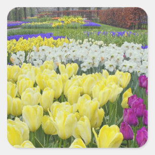 Tulpaner, narcisser och dråpeblomster, fyrkantigt klistermärke
