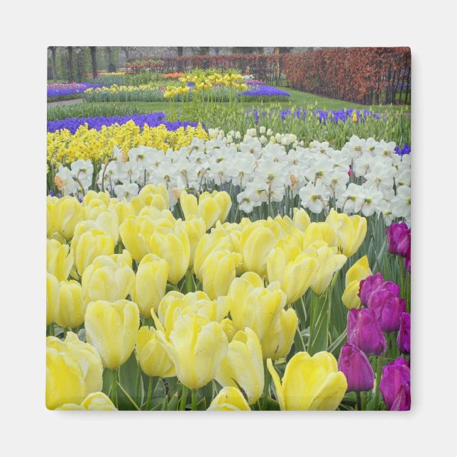 Tulpaner, narcisser och druvhyacintblommor, magnet (Framsidan)