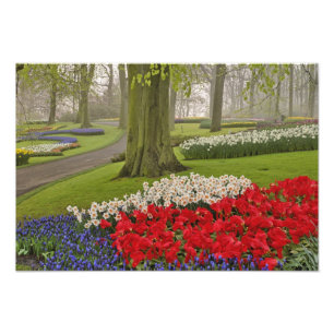 Tulpaner och påskliljor, Keukenhof Gardens, Fototryck