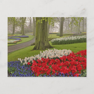Tulpaner och påskliljor, Keukenhof Gardens, Vykort