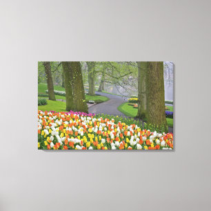Tulpaner och väg, Keukenhof Gardens, Lisse, Canvastryck