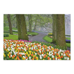 Tulpaner och väg, Keukenhof Gardens, Lisse, Fototryck