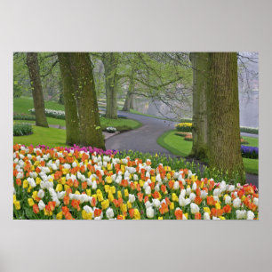 Tulpaner och väg, Keukenhof Gardens, Lisse, Poster