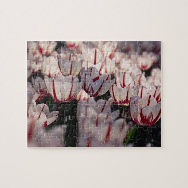 Tulpaner Pussel (Horisontell)