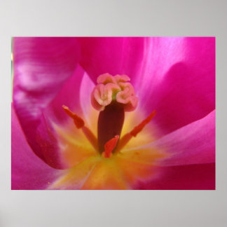 TULPANER Tulpan Blommor Konsttryck Affischer Canva