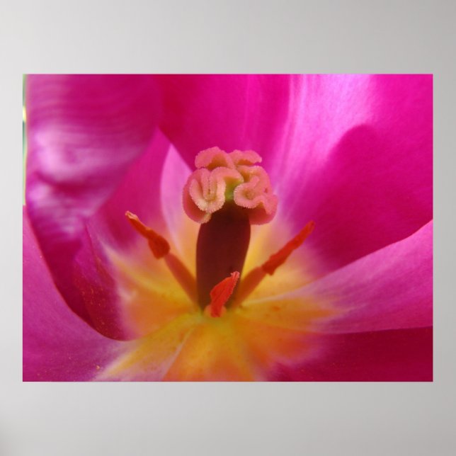 TULPANER Tulpan Blommor Konsttryck Affischer Canva (Framsidan)
