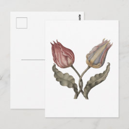 Tulpaner , vårblomma botanisk vintage illustrat vykort
