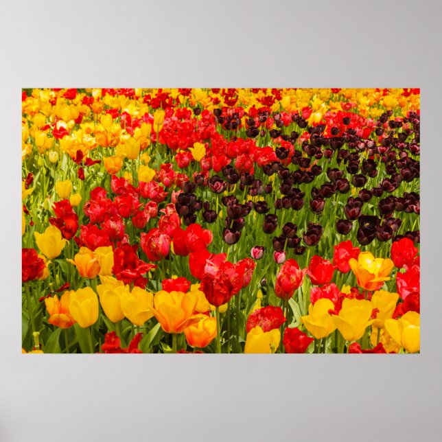 tulpanernas blomning på Posterpapper (Matte) Poster (Framsidan)
