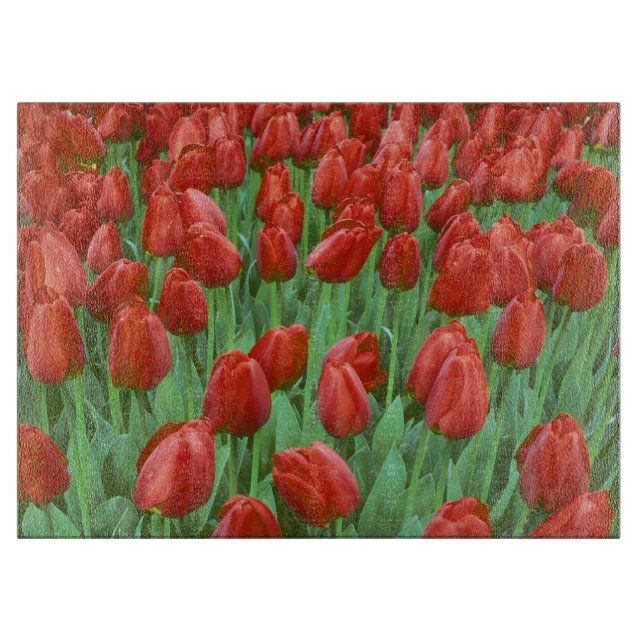 Tulpanfält blommar på våren. (Framsidan)