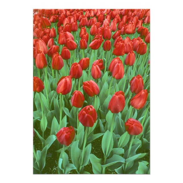 Tulpanfält blommar på våren. fototryck (Framsidan)