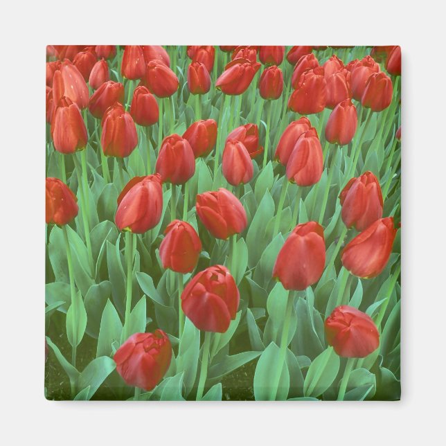 Tulpanfält blommar på våren. magnet (Framsidan)
