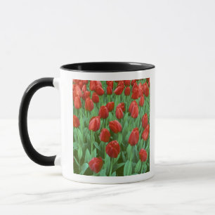 Tulpanfält blommar på våren. mugg