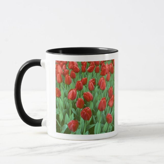 Tulpanfält blommar på våren. mugg (Vänster)