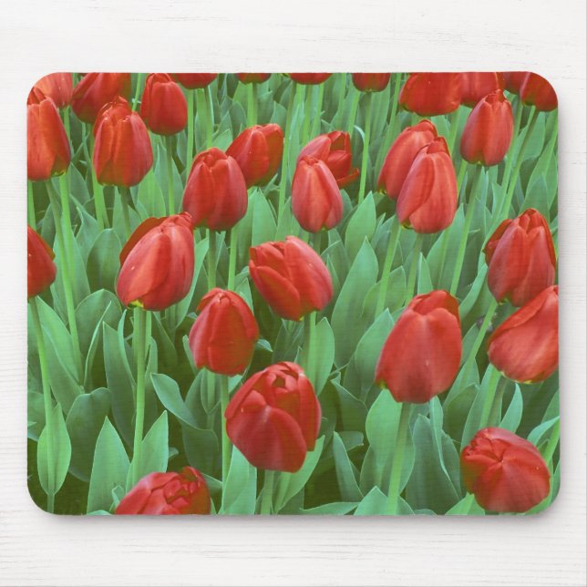 Tulpanfält blommar på våren. musmatta (Framsidan)