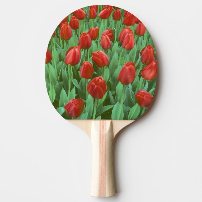 Tulpanfält blommar på våren. pingisracket (Framsidan)
