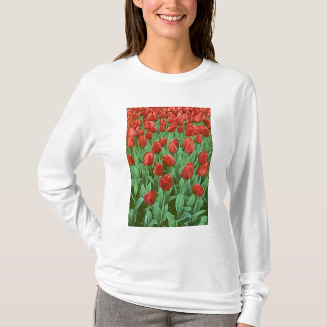 Tulpanfält blommar på våren. tröja (Framsida)