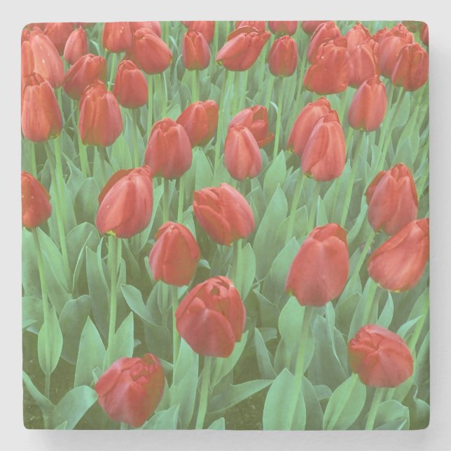 Tulpanfält blommar på våren. underlägg sten (Framsidan)