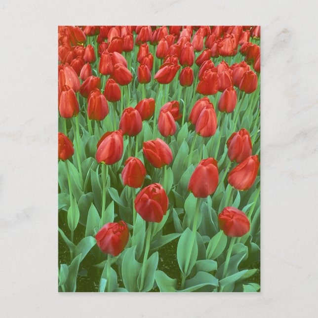 Tulpanfält blommar på våren. vykort (Framsida)