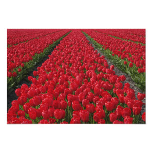 Tulpanfält, Nederländerna, Holland Fototryck