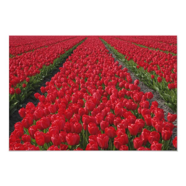 Tulpanfält, Nederländerna, Holland Fototryck (Framsidan)