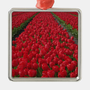 Tulpanfält, Nederländerna, Holland Julgransprydnad Metall