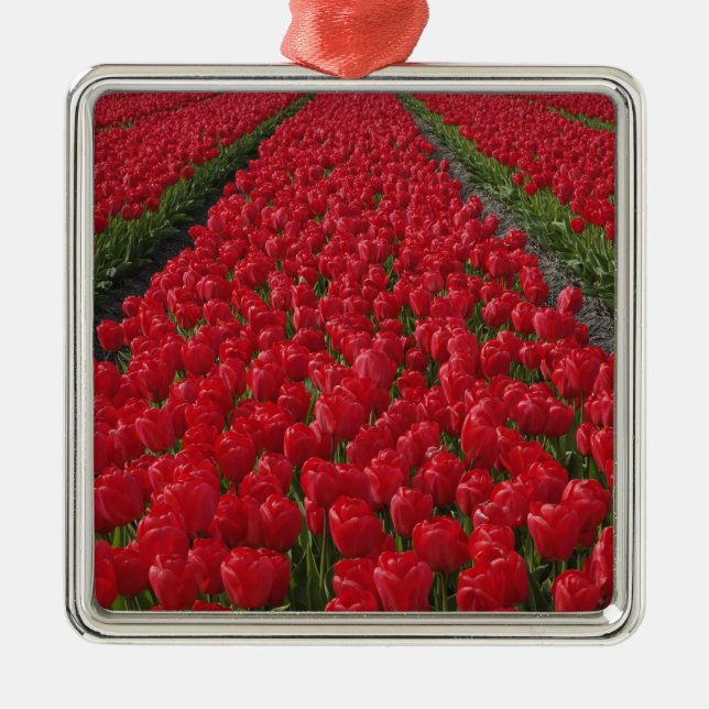 Tulpanfält, Nederländerna, Holland Julgransprydnad Metall (Framsidan)