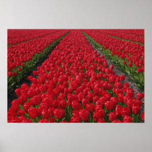 Tulpanfält, Nederländerna, Holland Poster