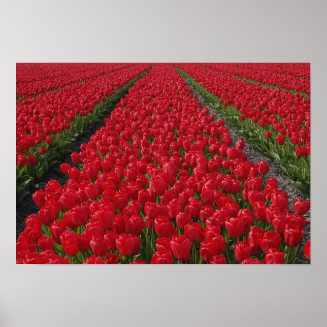 Tulpanfält, Nederländerna, Holland Poster (Framsidan)