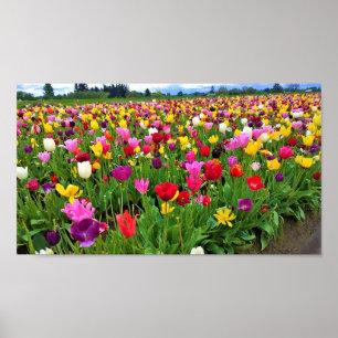 Tulpanfält, Oregon Poster