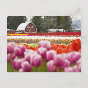 Tulpanfält på Mt. Vernon, Skagit County, WA Vykort