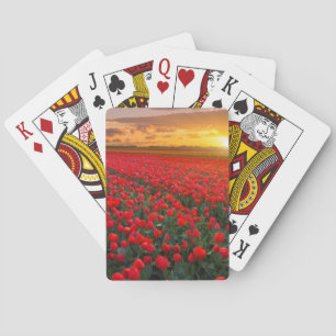 Tulpanfält på solnedgången i Nederländerna Casinokort