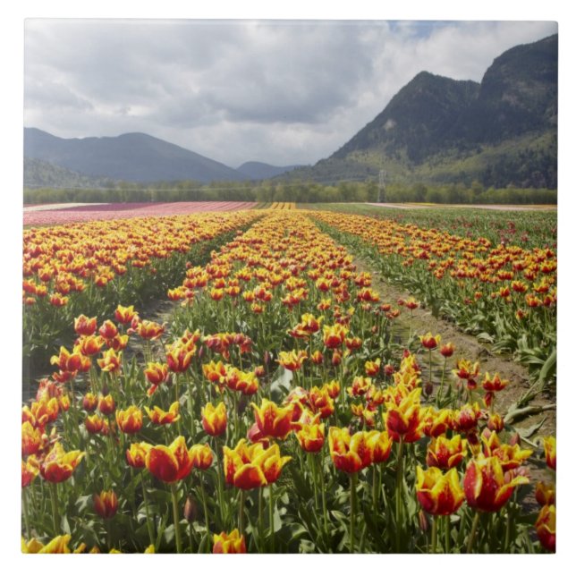 Tulpanfarm nära Agassiz, British Columbia, Kakelplatta (Framsidan)