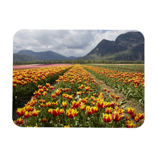 Tulpanfarm nära Agassiz, British Columbia, Magnet (Horisontell)