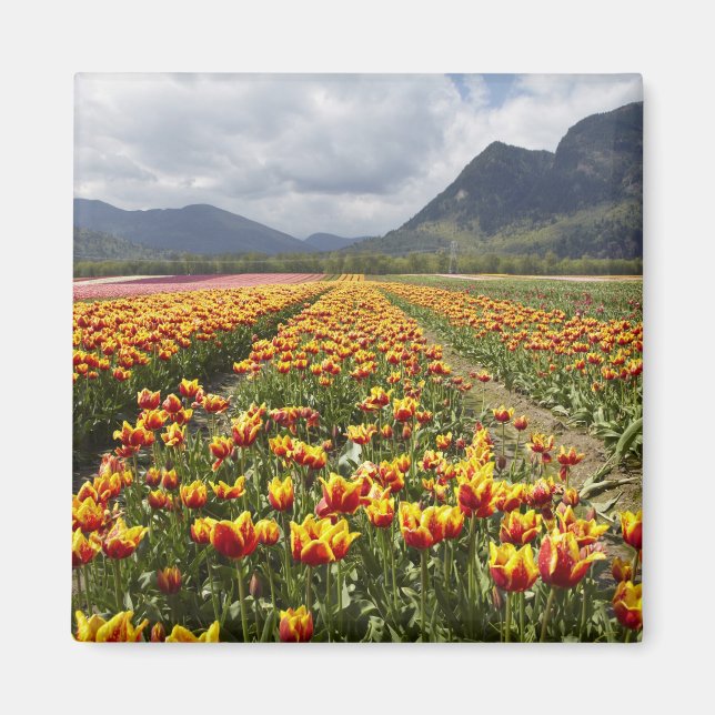 Tulpanfarm nära Agassiz, British Columbia, Magnet (Framsidan)