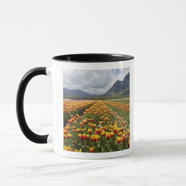 Tulpanfarm nära Agassiz, British Columbia, Mugg (Vänster)
