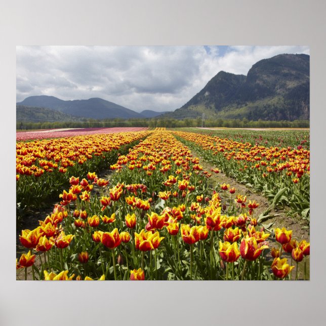 Tulpanfarm nära Agassiz, British Columbia, Poster (Framsidan)