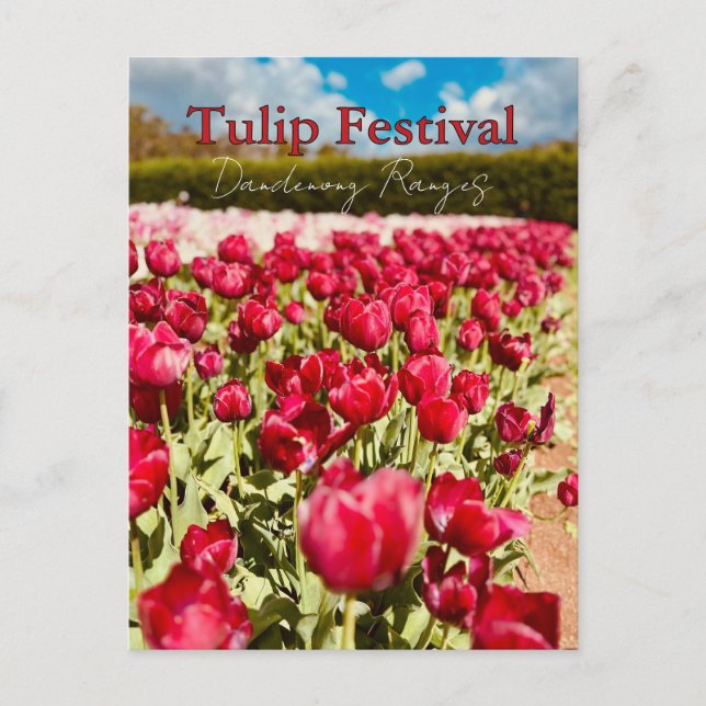 Tulpanfestival, Dandenong Ranges, Victoria Vykort (Framsida)