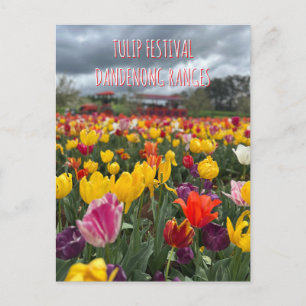 Tulpanfestivalen, Dandenong, Victoria Vykort