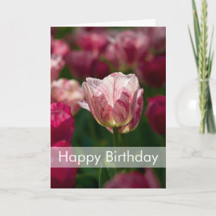 Tulpanfödelsedagkort Geburtstagskarte Tulpen Kort