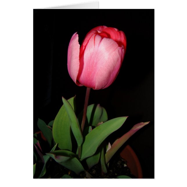 Tulpankort Hälsningskort (Framsidan)