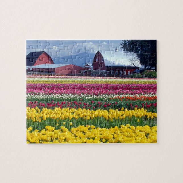 Tulpanodlingsfält Pussel (Horisontell)