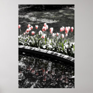 Tulpanreflektioner Poster