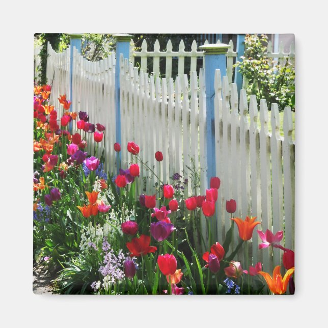 Tulpanrörets vita betesstaket Cape May NJ-foto Magnet (Framsidan)