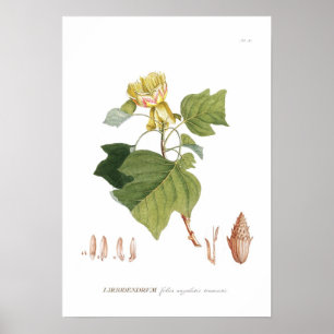 Tulpanträd Poster