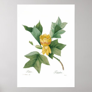 Tulpanträd Poster